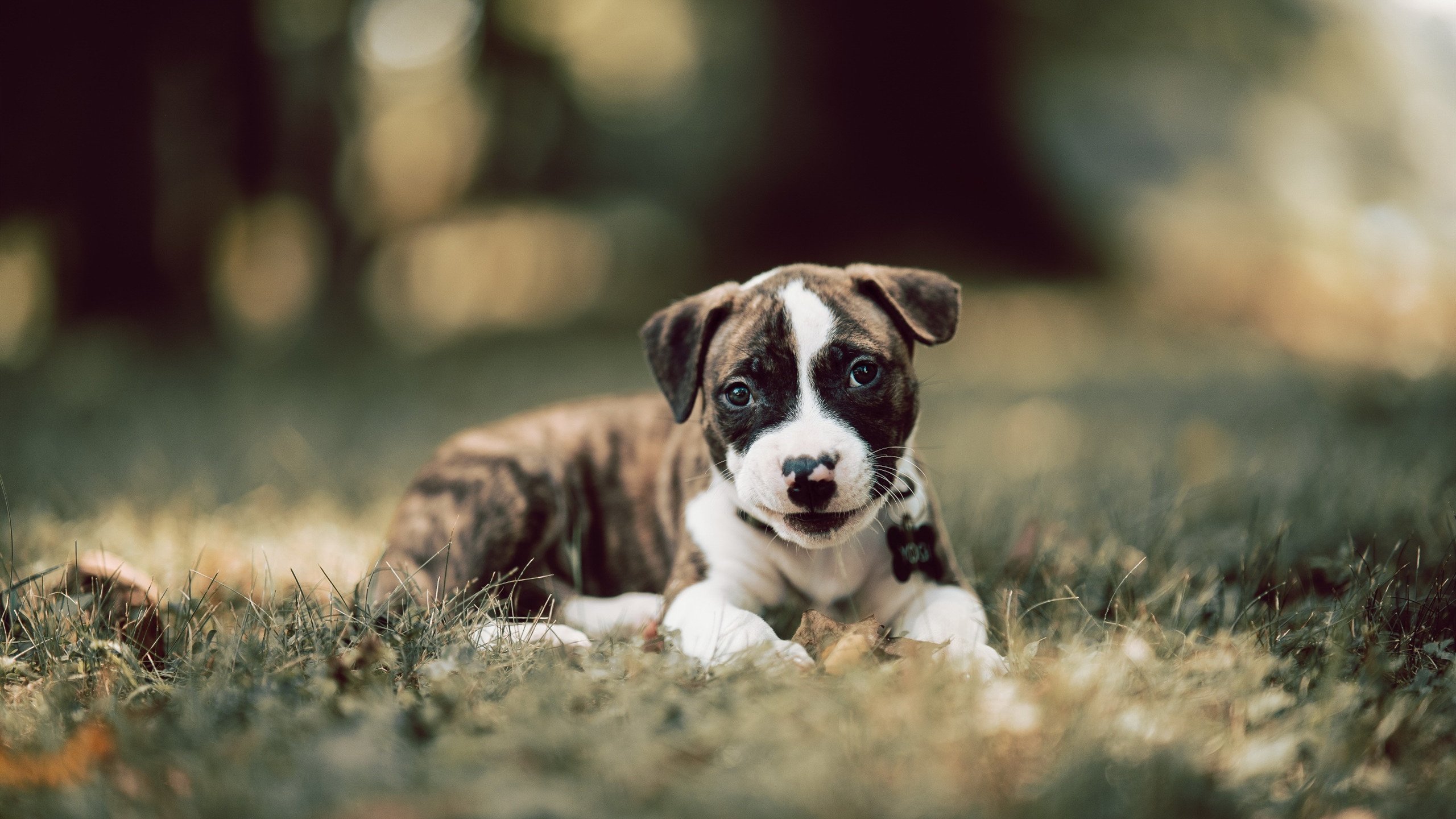 青年篮球联赛助推动力，培养未来篮球巨星，青年队篮球训练计划