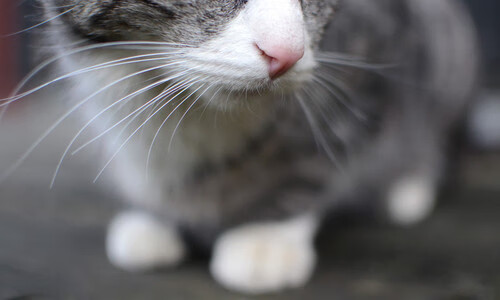 希腊队在比赛中获得令人惊讶的胜利，希腊队在比赛中获得令人惊讶的胜利英语