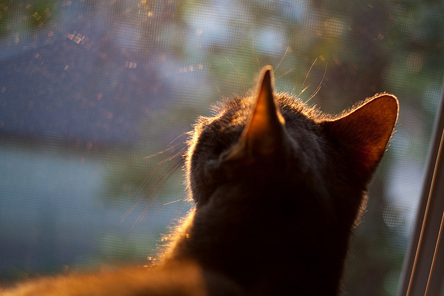 国际乒联混合团体世界杯：德国队未来成长路径揭秘，乒乓 德国队