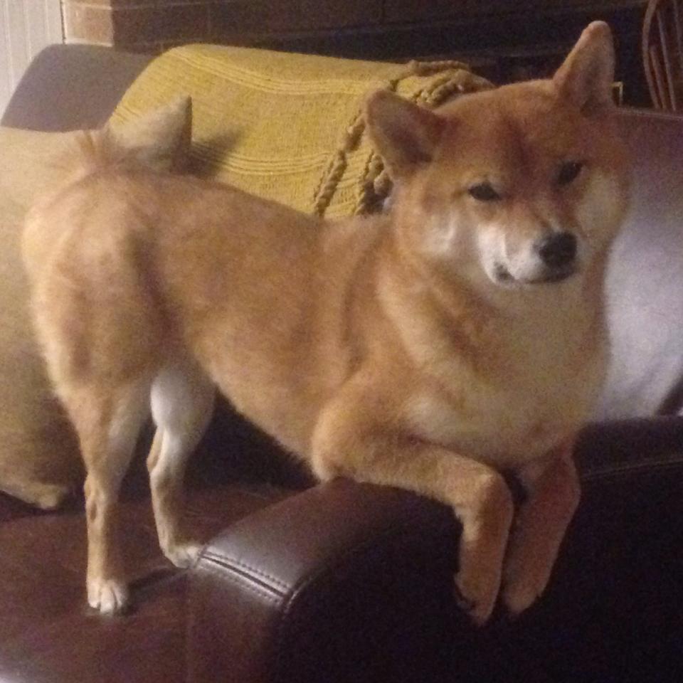 澳女队新星崛起势头猛，澳女篮联赛直播