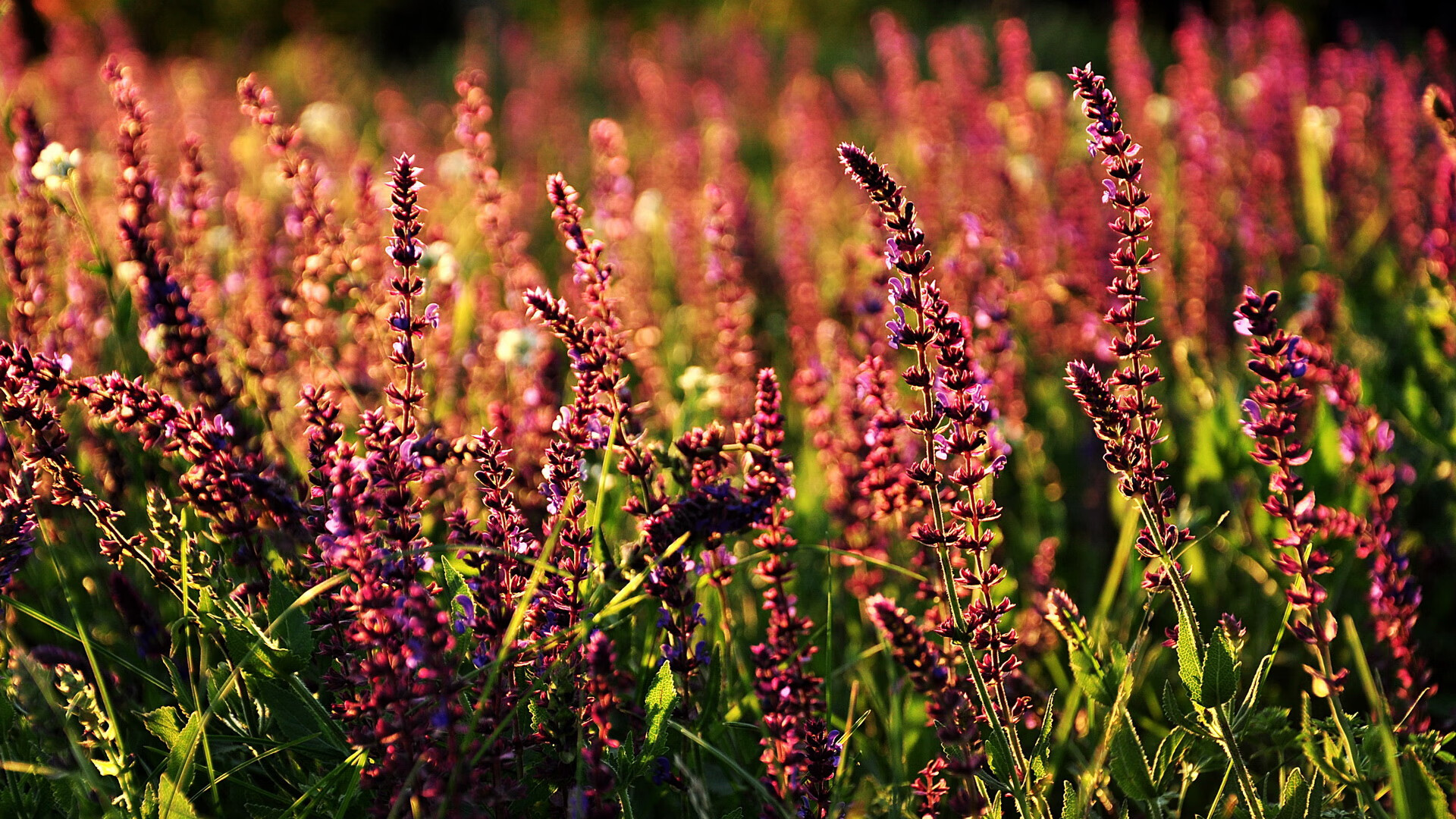 男子200自德国游出近十年最佳，德国小哥游中国06