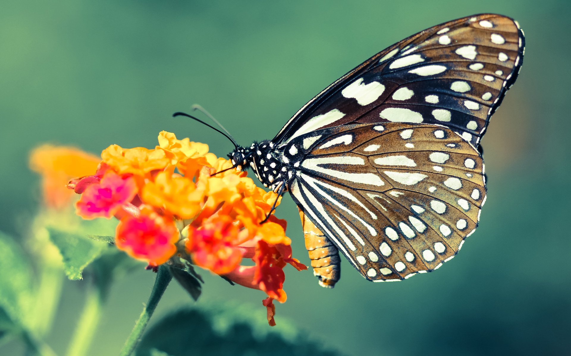 开云网站-罗马尼亚队在国际乒联混合团体世界杯中的战术精细与配合默契，罗马尼亚乒乓球怎么样