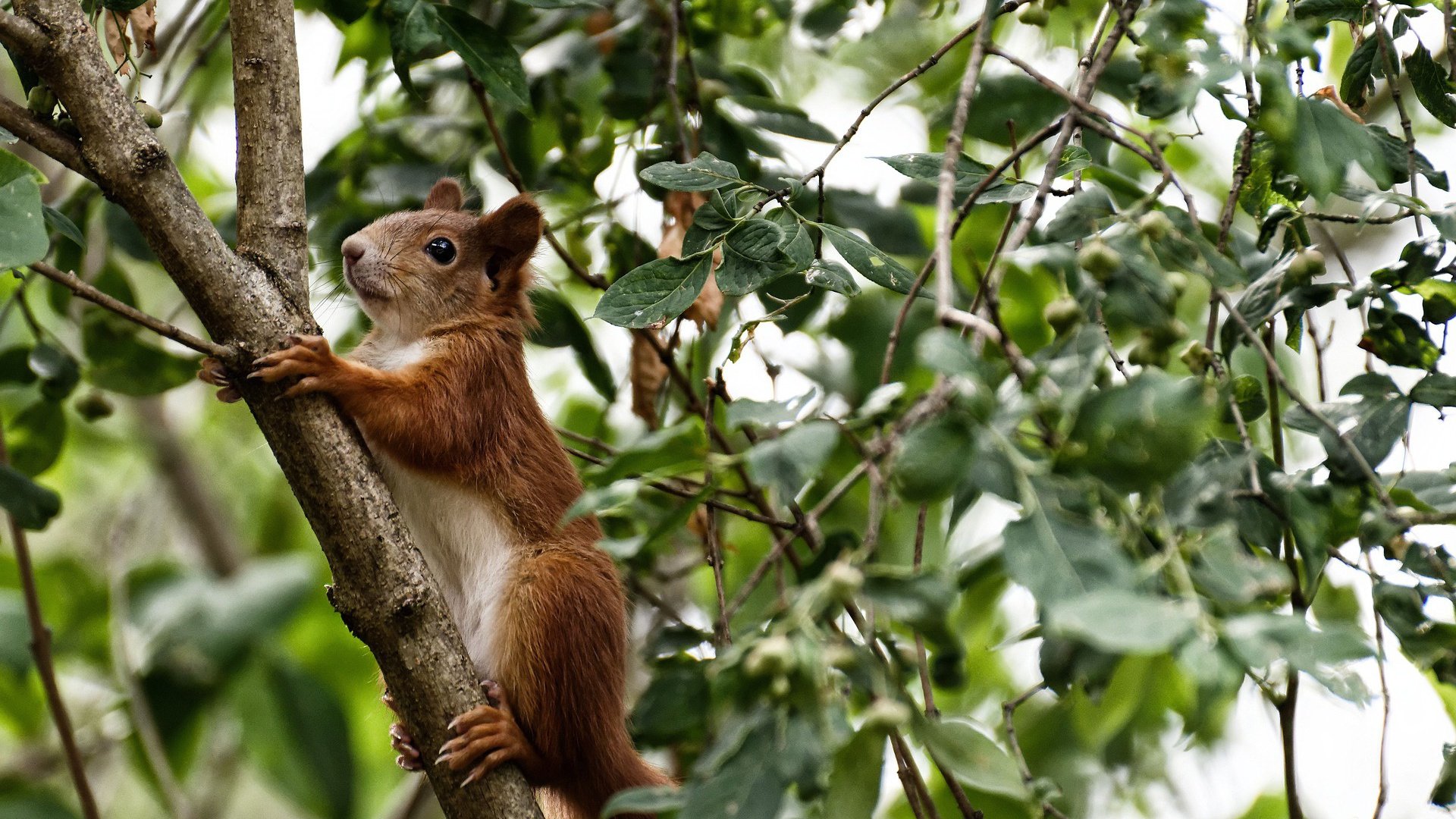开云全站-职业球员生涯规划缺乏规范，篮球职业规划