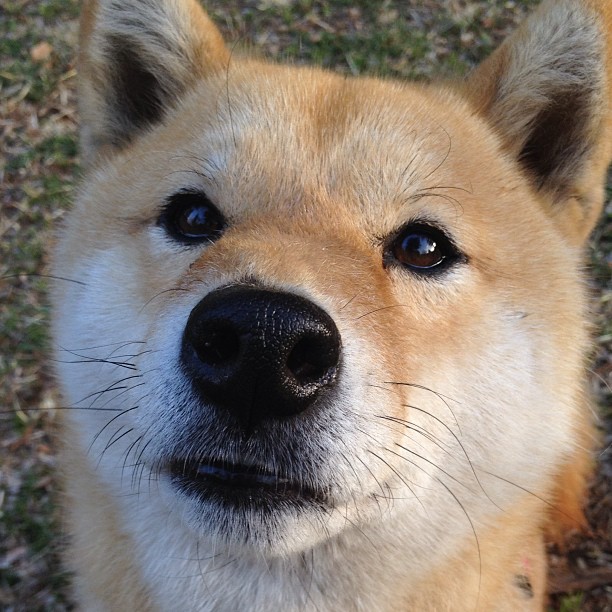 “华金·托比利亚的传球艺术与防守配合，帮助阿根廷美洲狮队保持领先优势”