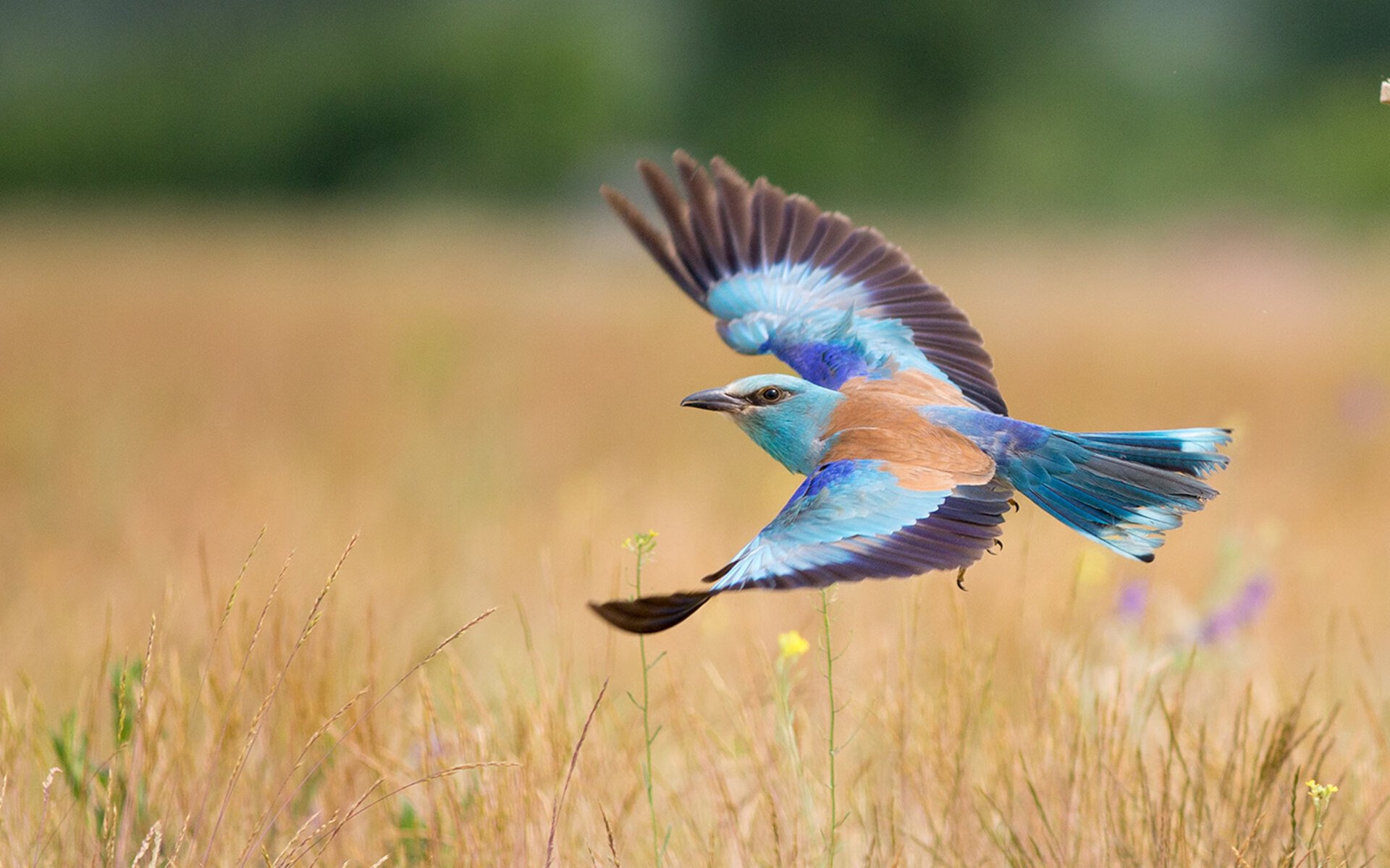 开云·体育官网APP下载-“马科斯·莫奇的全能防守，帮助阿根廷美洲狮队实现全球崛起”