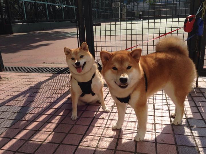 kaiyun 开云体育-中国篮球人才发展蓝皮书发布全面分析球员成长路径，中国篮球职业运动员职业生涯