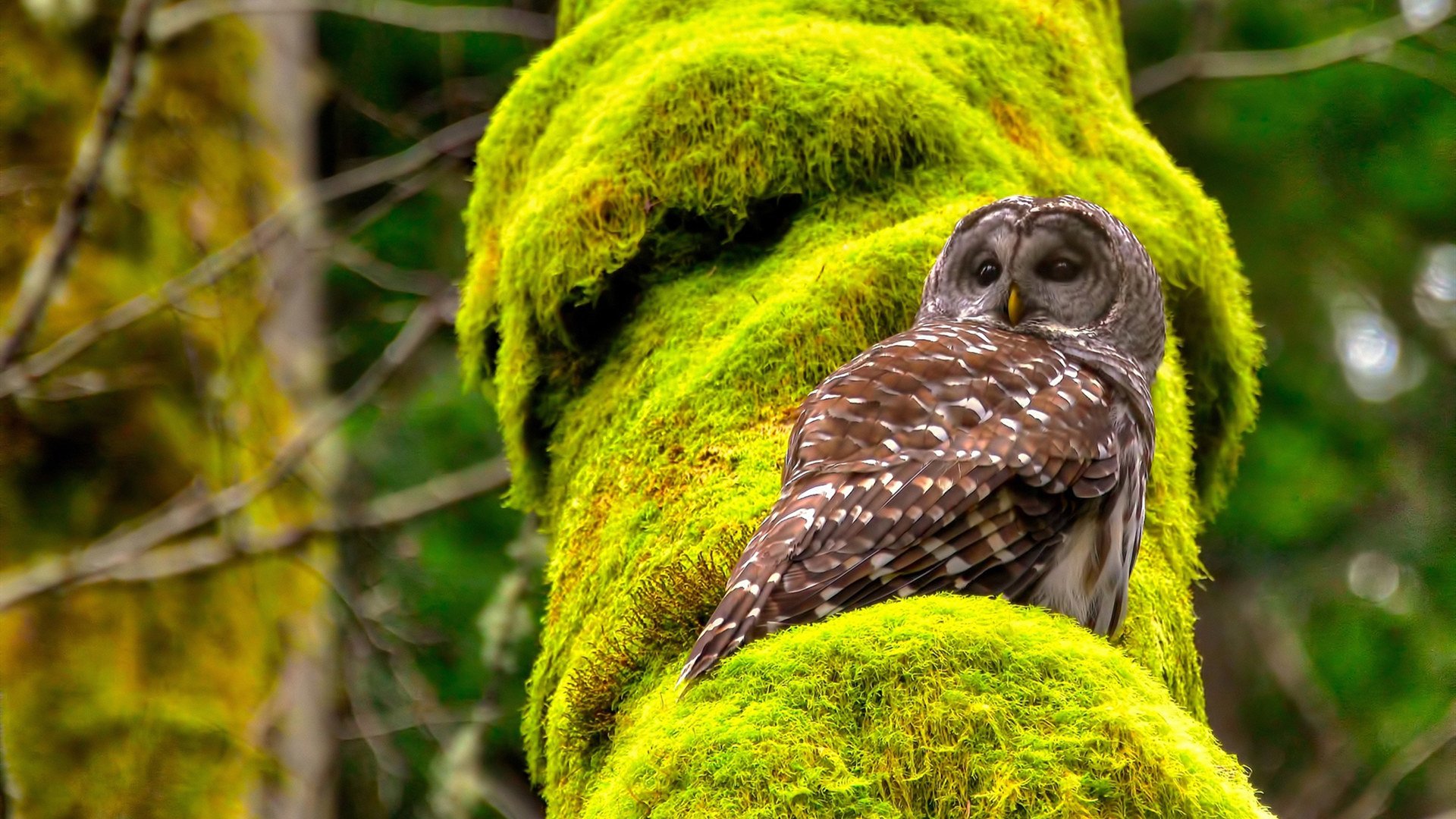 中国足球职业俱乐部球员转会市场活跃，中国足协转会
