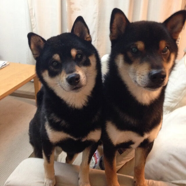 巴尔：在防守和进攻转换中，他为全黑队提供了巨大的战术灵活性