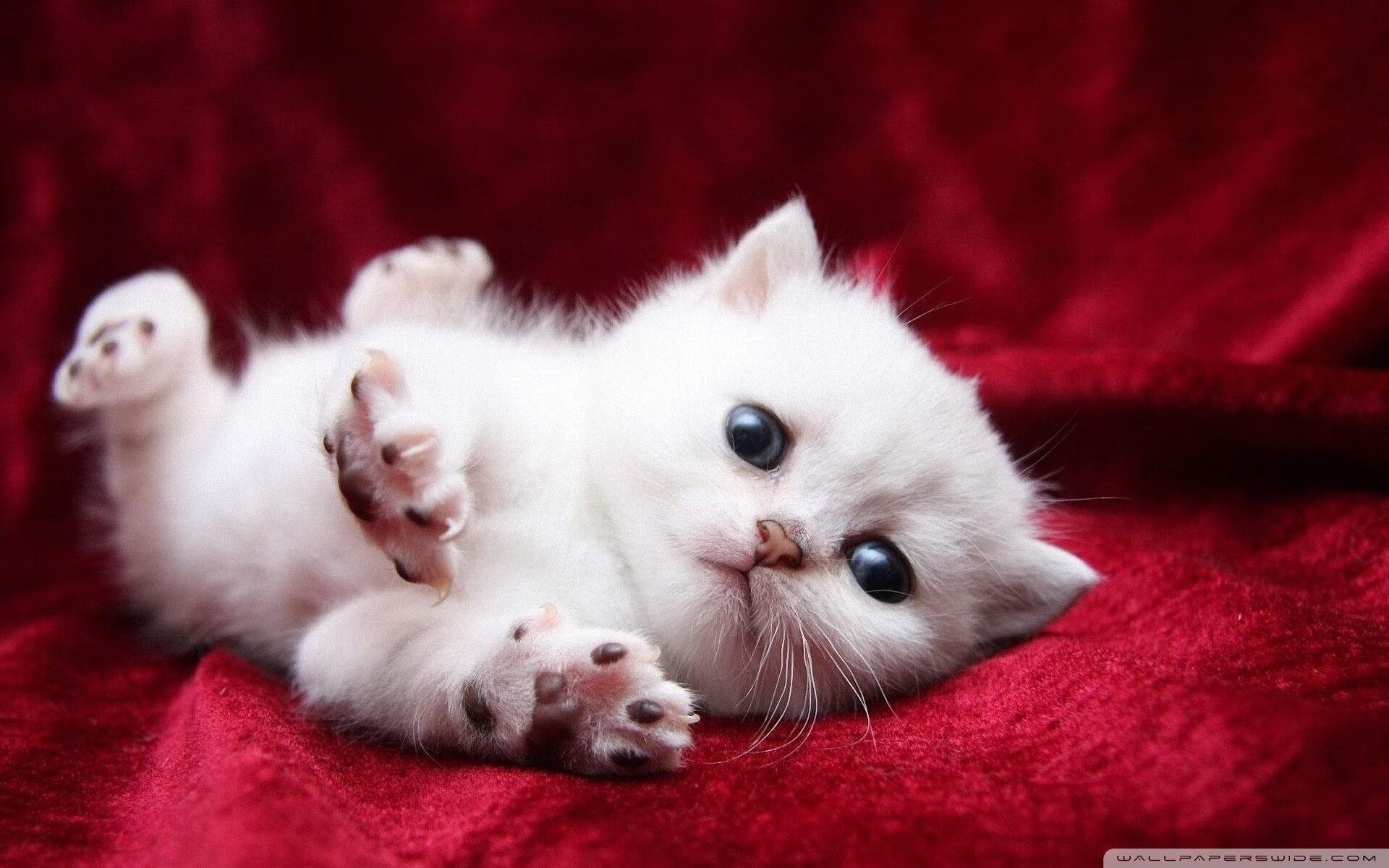 开云体育视频直播-德甲速度激情：瞬间突破赢得满堂喝彩！，德甲速度排名