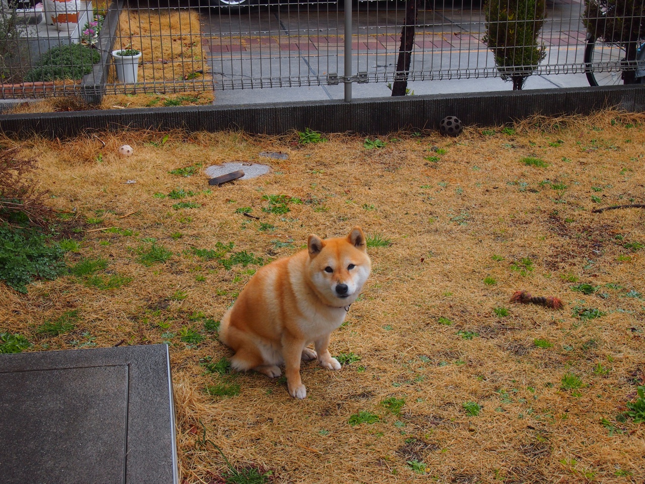 德甲速度激情：瞬间突破赢得满堂喝彩！，德甲速度排名