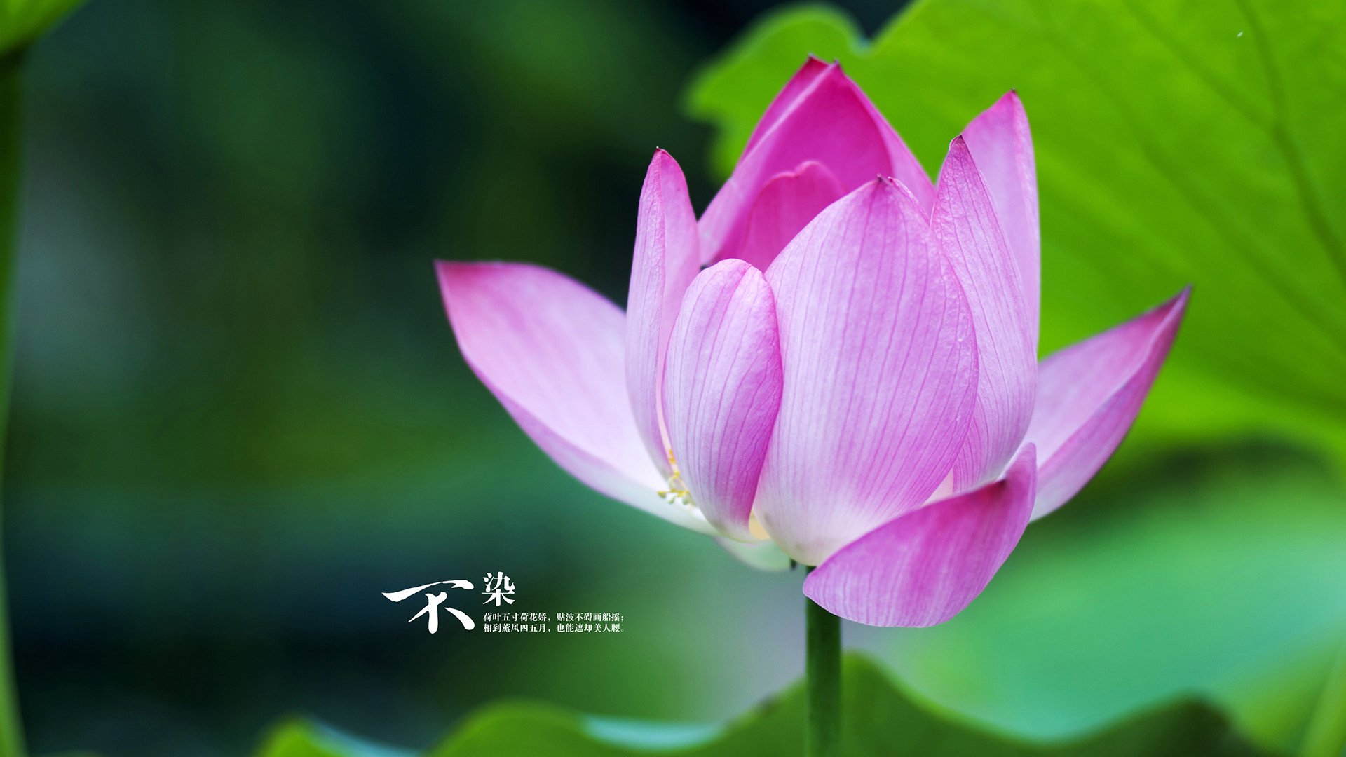 法甲未来之星：天才崭露头角！，足坛未来之星