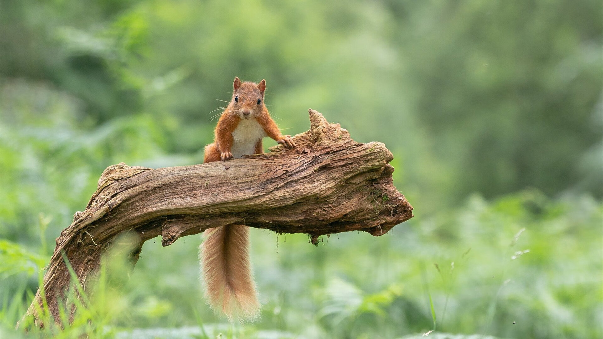 职业联赛数据分析体系不断完善支持教练战术决策，中国职业联赛存在的问题及其解决方法
