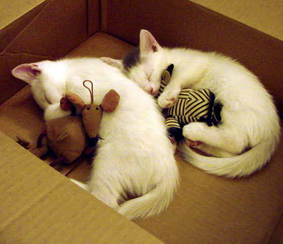 开云网站-蛙泳技巧突尼斯女将精准掌控，女子蛙泳冠军视频欣赏