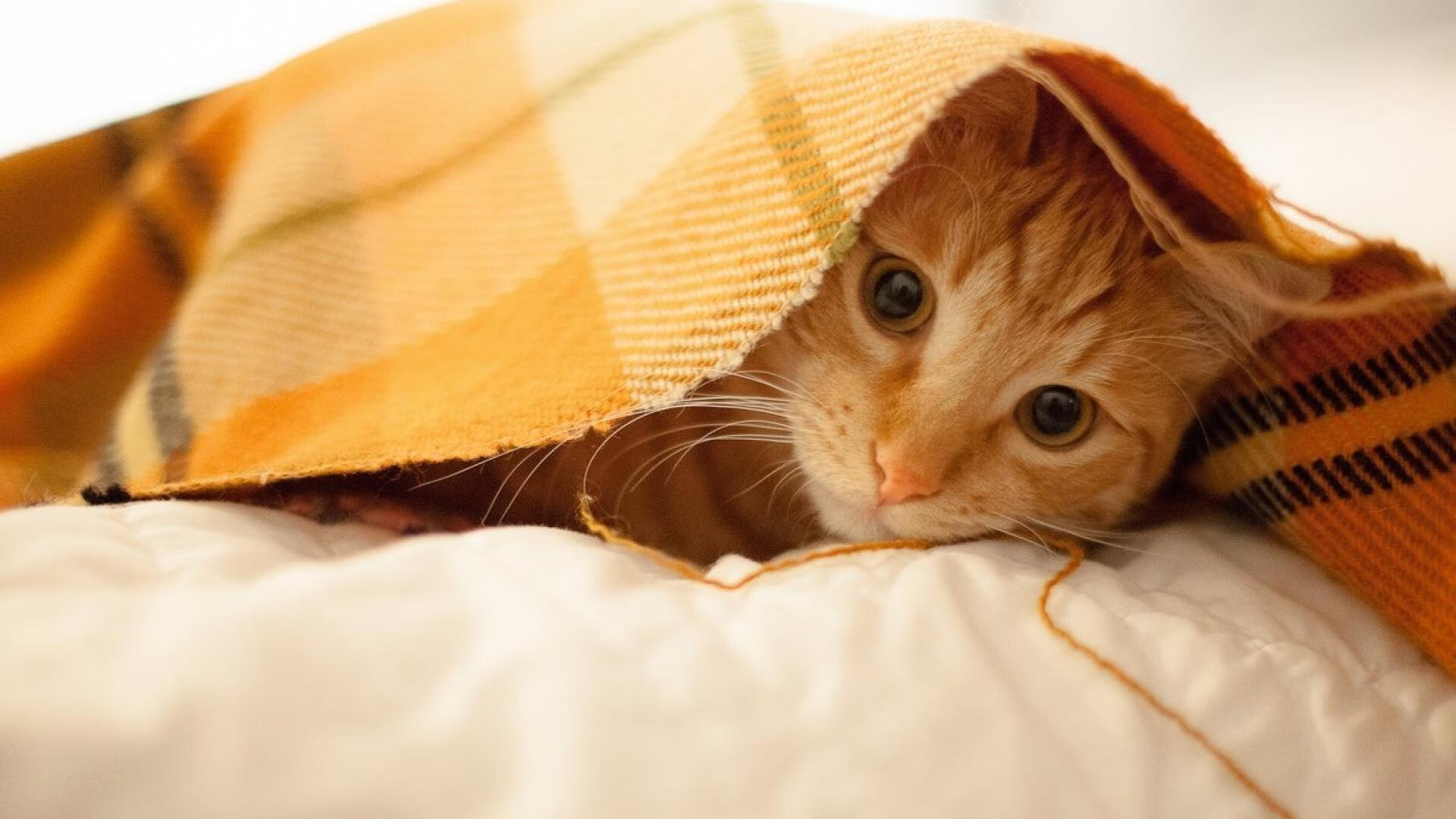 开云官网-赞比亚男篮在非洲预赛中拼搏精进，迈向奥运新世纪，赞比亚篮球运动员