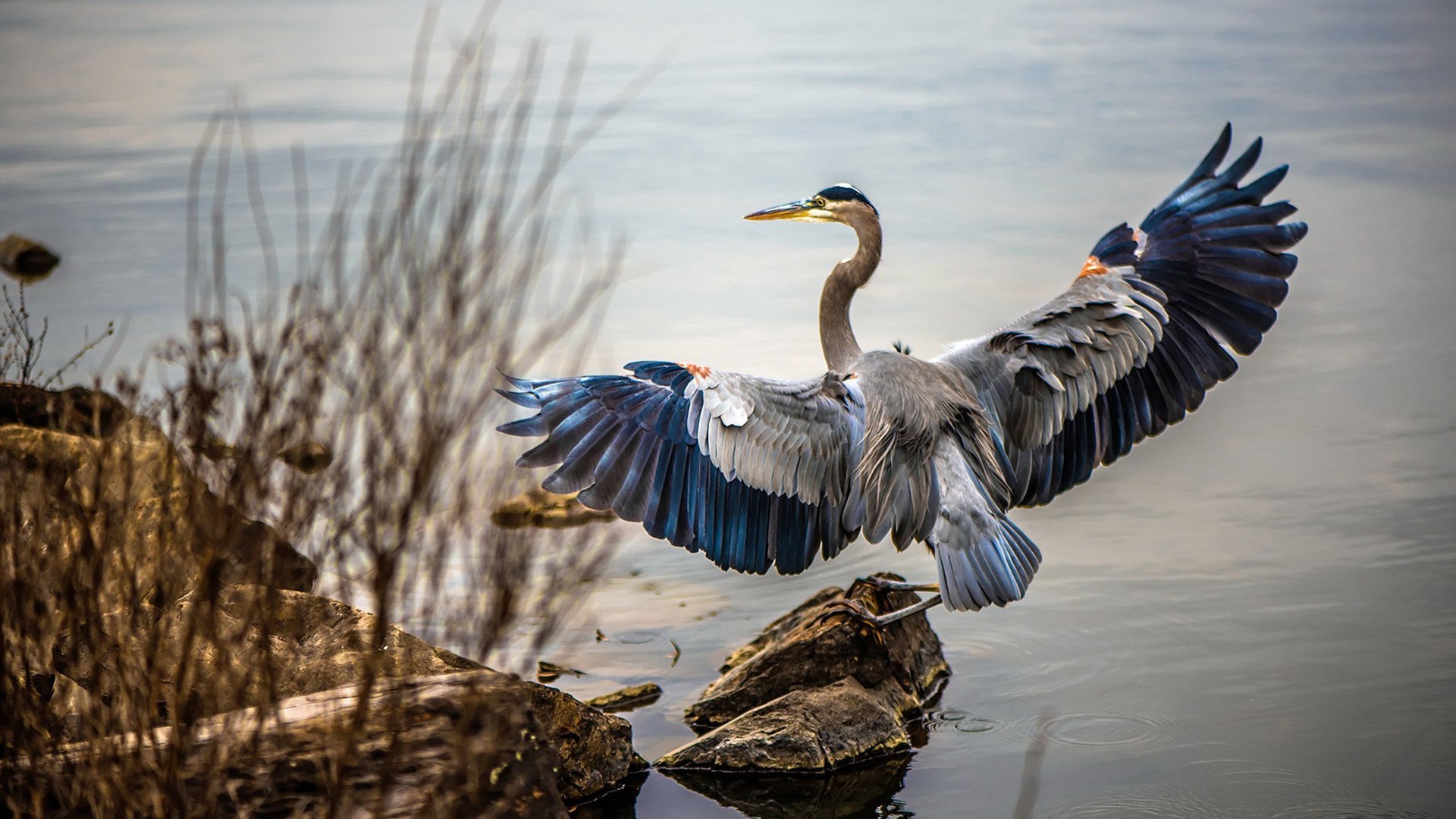 里奇·麦考：面对压力从不退缩的领袖，麦奇里湖